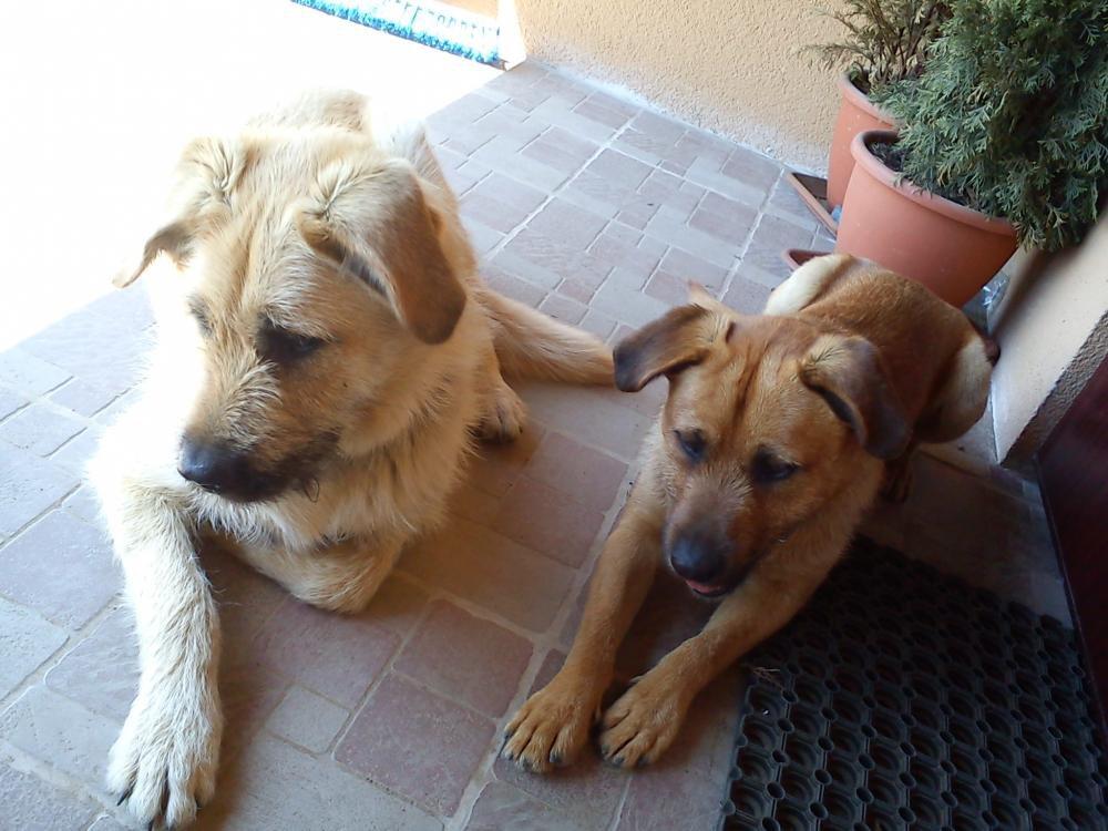 Nasze kochane psiaki