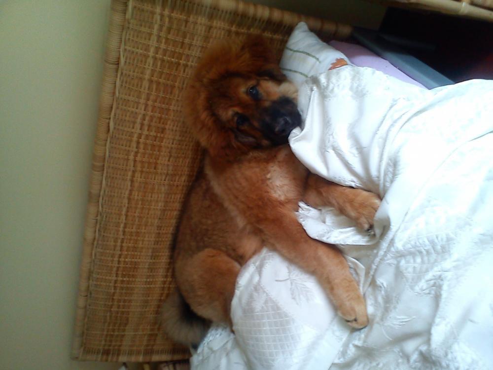 Zwierzak w moim domu