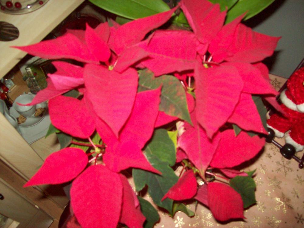 Coraz bliżej święta...