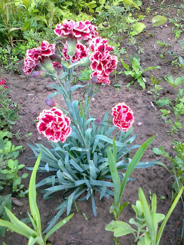 Moje kwiatowa pasja.