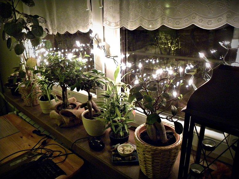 Klimatyczny dziki parapet