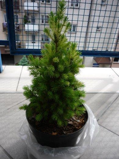 konkurs - nasze pomidorki