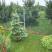 ogrod, zdjęcie 5