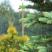 ogrod, zdjęcie 1