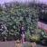 ogrod gigant, zdjęcie 2