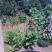 ogrod gigant, zdjęcie 3