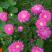 różowa szata jesieni, zdjęcie 11