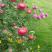 różowa szata jesieni, zdjęcie 1