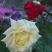 jesienne róże, zdjęcie 7