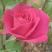 :) róże, zdjęcie 18