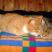 Konkurs-Zwierzak w moim domu-koty, zdjęcie 15