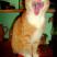 Konkurs-Zwierzak w moim domu-koty, zdjęcie 3
