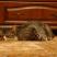 Kot Felix w naszym domu - konkurs, zdjęcie 7