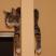 Kot Felix w naszym domu - konkurs, zdjęcie 3