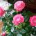 Róże doniczkowe, zdjęcie 3