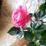 Róże doniczkowe, zdjęcie 2