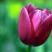 Tulipany...., zdjęcie 2