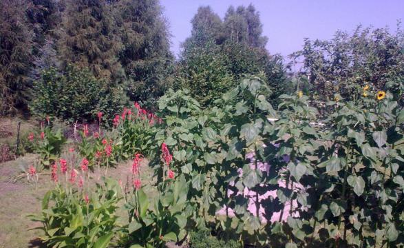 ogrod gigant, zdjęcie 1