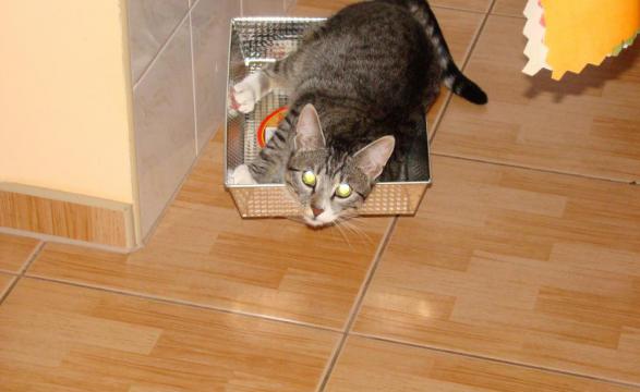 Kot Felix w naszym domu - konkurs, zdjęcie 1