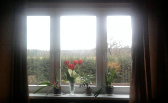 oto moja papuga i moje okno na świat., zdjęcie 1