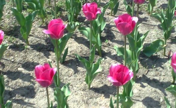 Tulipany...., zdjęcie 1
